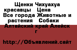 Щенки Чихуахуа красавцы › Цена ­ 9 000 - Все города Животные и растения » Собаки   . Алтайский край,Алейск г.